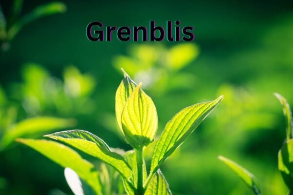 Grenblis