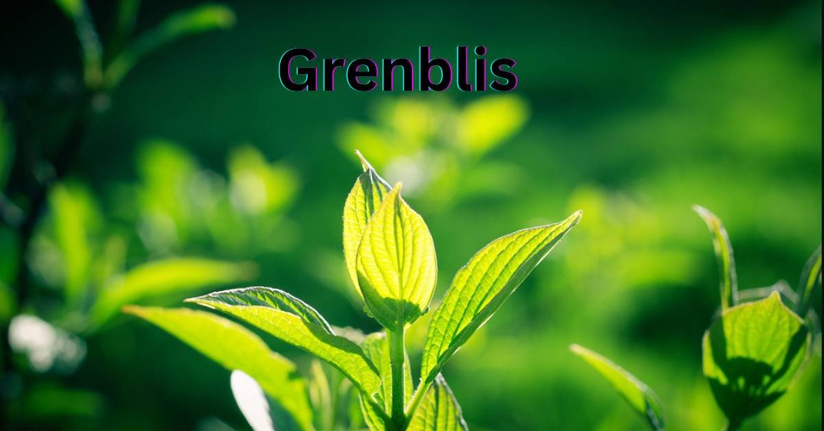 Grenblis