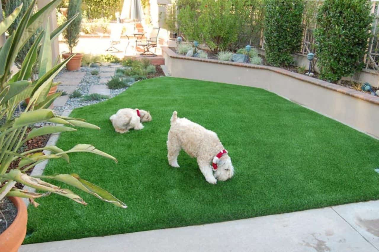 Will Pets Damage Artificial Turf?